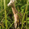 Wudimals® Giraff i tre - Lev Logisk